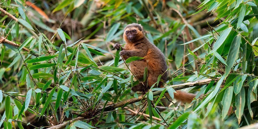 Sällsynt bambulemur i Ranomafana nationalpark på Madagaskar