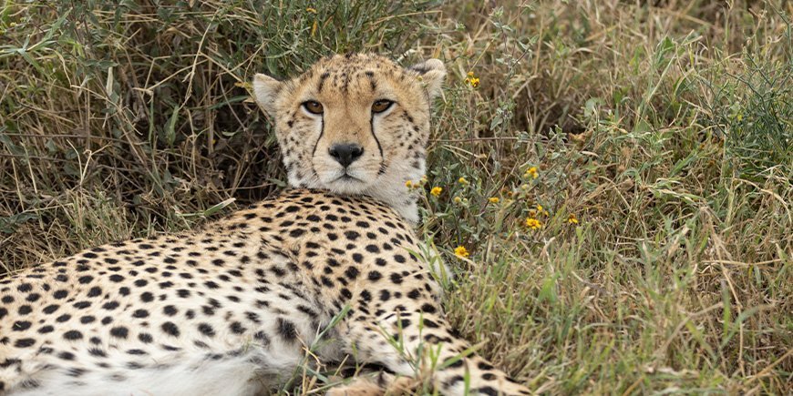 Gepard ligger i gräset