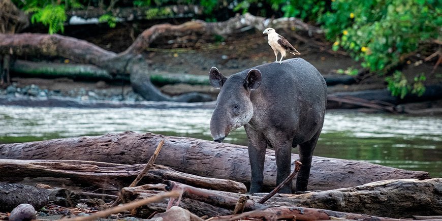 Fågel som sitter på tapir i Corcovado nationalpark i Costa Rica