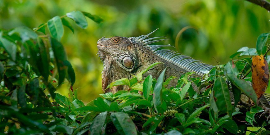 Grön leguan i Tortuguero nationalpark i Costa Rica
