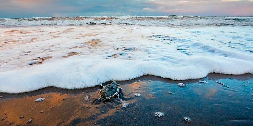 Grön havssköldpadda närmar sig havet i Tortuguero nationalpark i Costa Rica