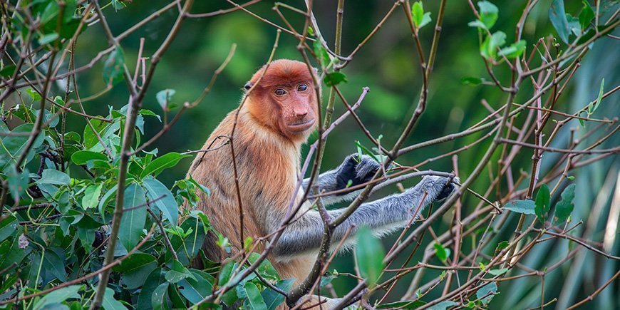 Näsapa sitter i ett träd på Borneo
