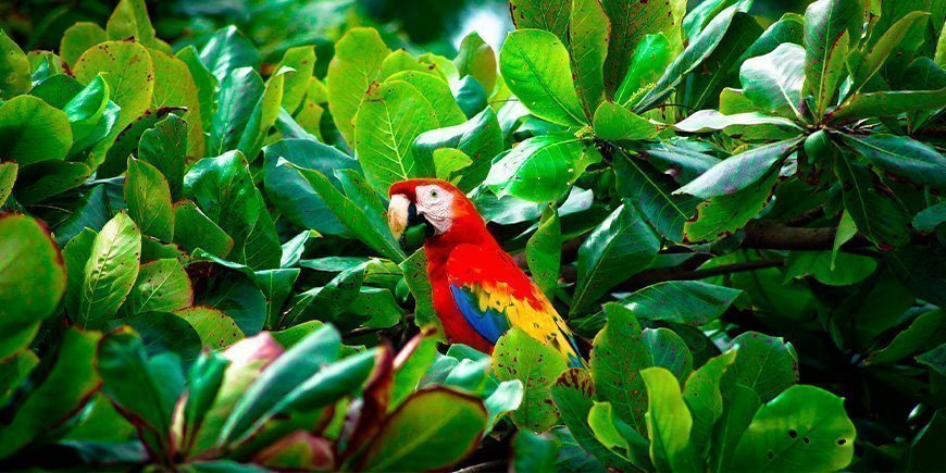 Röd macawpapegoja med mat i näbben i Corcovado nationalpark, Costa Rica