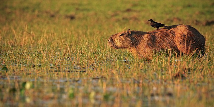 Capybara med fågel på ryggen i Pantanal i Brasilien