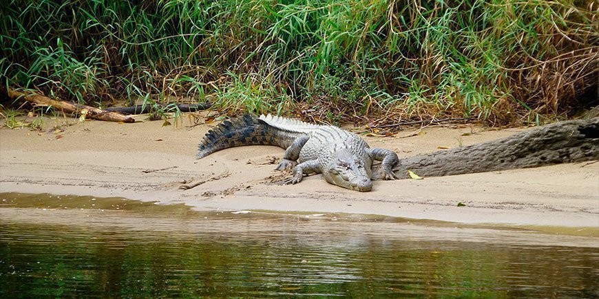 Krokodil vid Daintree River i norra Australien