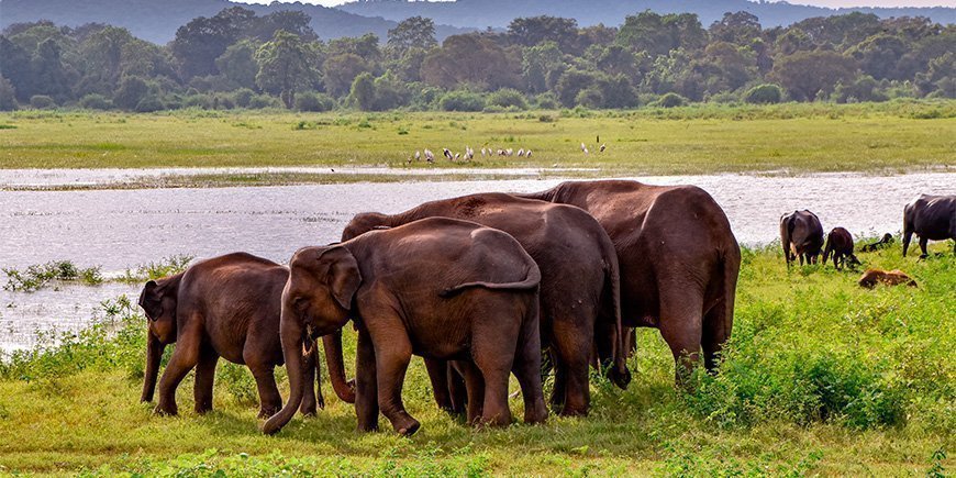 En flock elefanter vid en flod i Udawalawe nationalpark på Sri Lanka