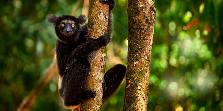 Indri lemur i gröna omgivningar på Madagaskar