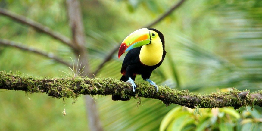 Keel-billed toucan i skogen i Costa Rica