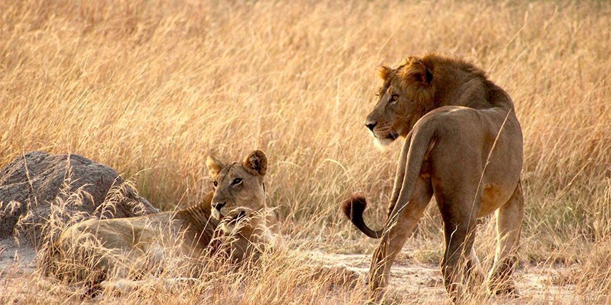 Lejon och lejoninna i gräset i Queen Elisabeth National Park i Uganda