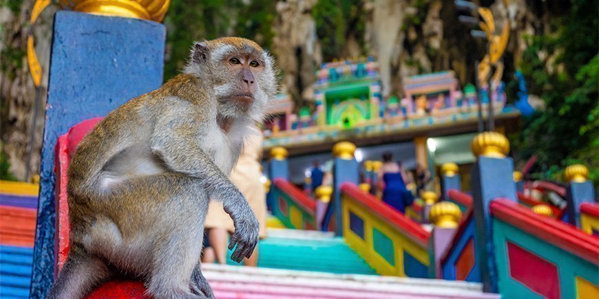 Apa som sitter vid foten av trappan vid Batu Caves i Malaysia