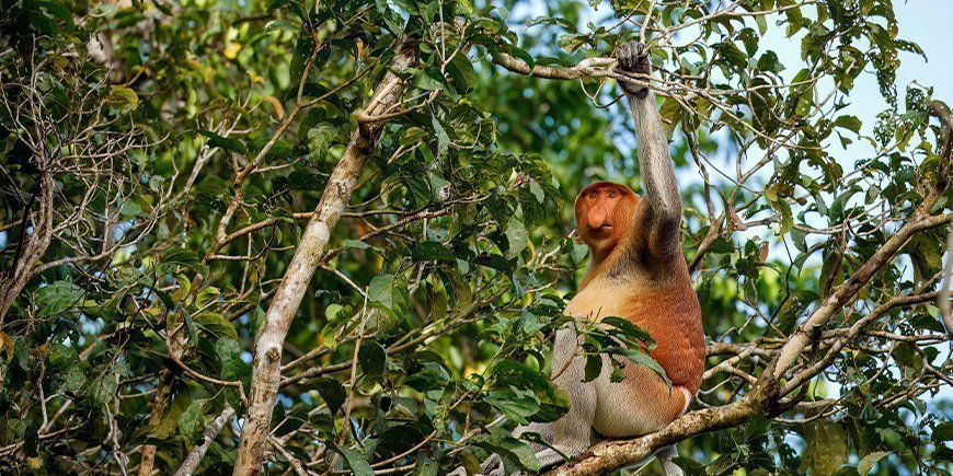 Näsapa i ett träd vid Kinabatangan River i Malaysia