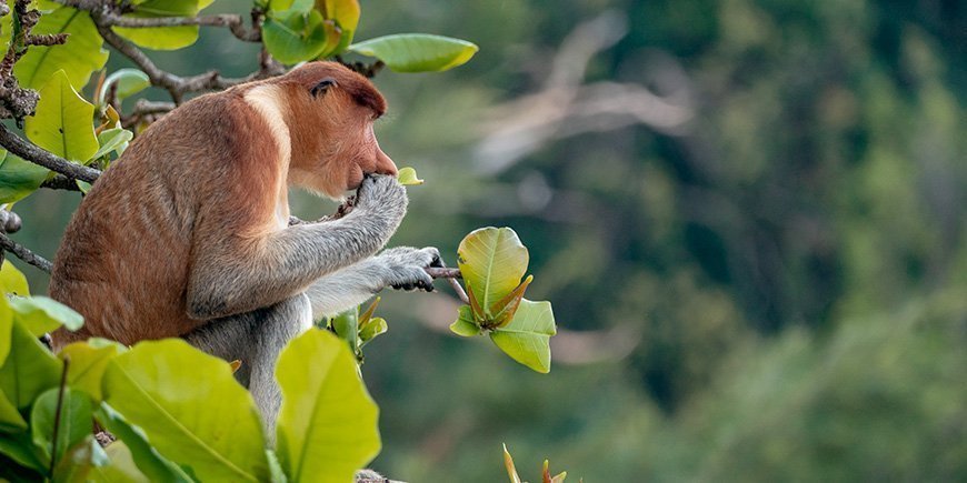 Näsapa i ett träd i Bako National Park i Borneo, Malaysia