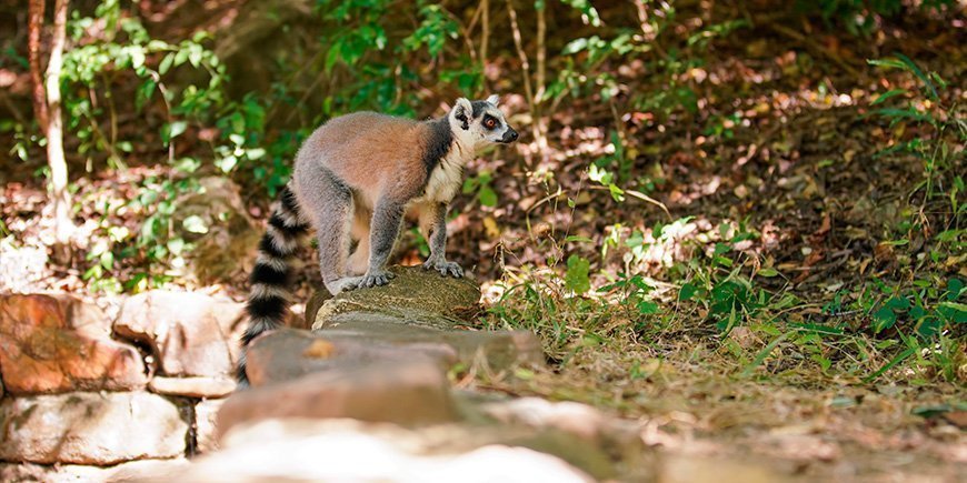 Ringsvansad lemur i Isalo nationalpark på Madagaskar