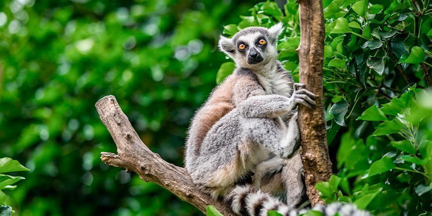 Ringsvansad lemur i ett träd på Madagaskar