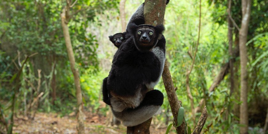 Indigo lemur med unge i skogen någonstans på Madagaskar