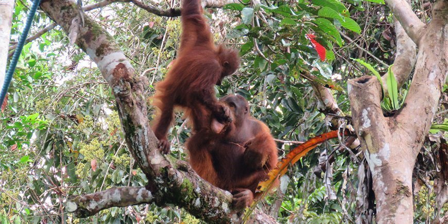 Orangutangmamma och barn i Borneo