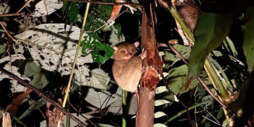 Spökapan tittar på oss från skogen