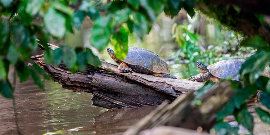 Sköldpaddor som solar på en stock i Tortuguero, Costa Rica