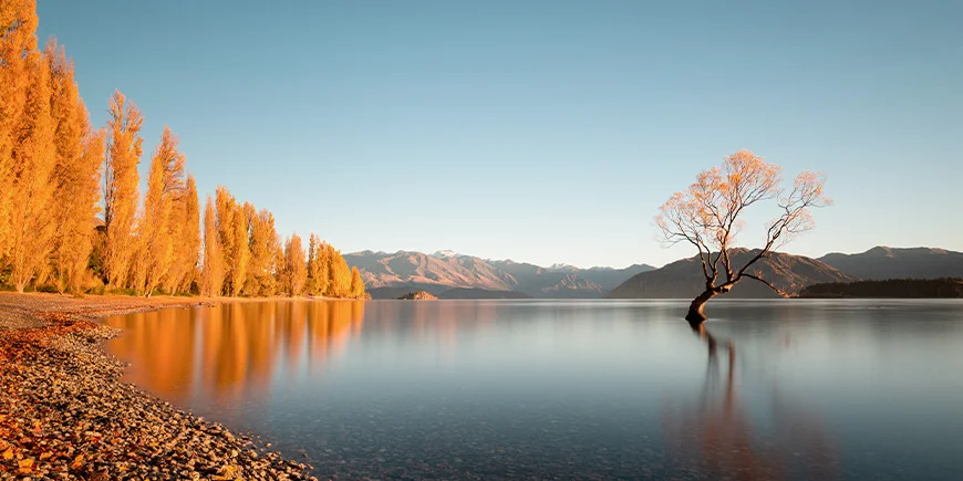 Höstfärger vid That Wanaka Tree, Lake Wanaka, Nya Zeeland.