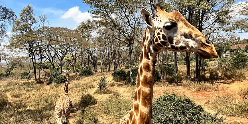 Giraffer vid Nairobi Giraffe Centre