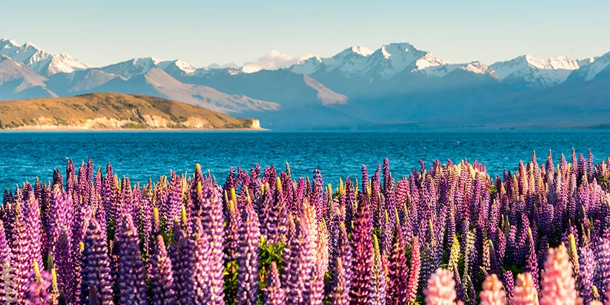Vårfärger vid Lake Tekapo, Nya Zeeland