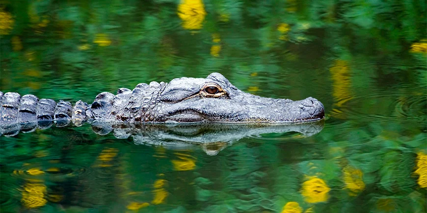 Alligator i träsket i Everglades National Park