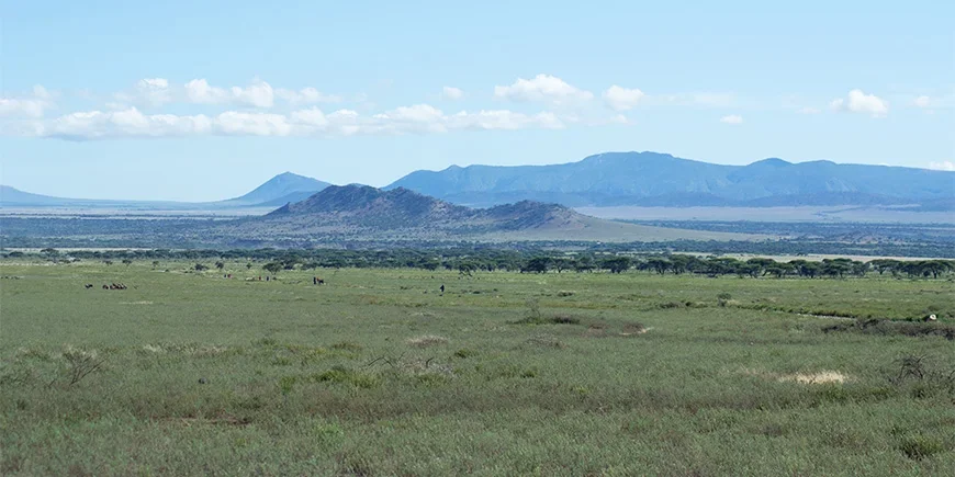 De öppna slätterna i Serengeti