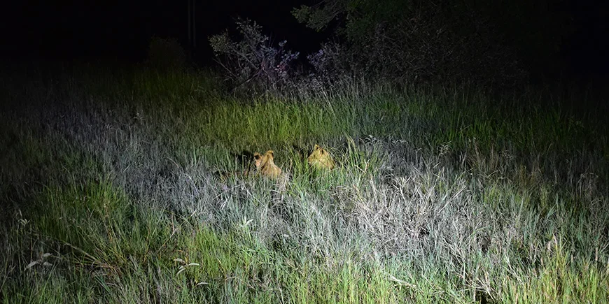Två lejon gömmer sig i mörkret
