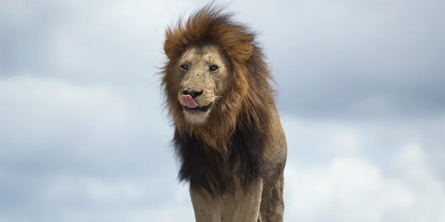 Lejon slickar sig om munnen