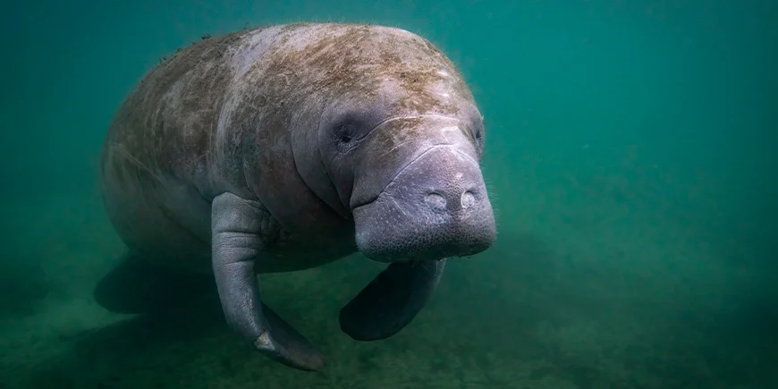 Sjökor i vattnet i Florida