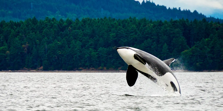 Orca utanför kusten av Vancouver Island i Kanada