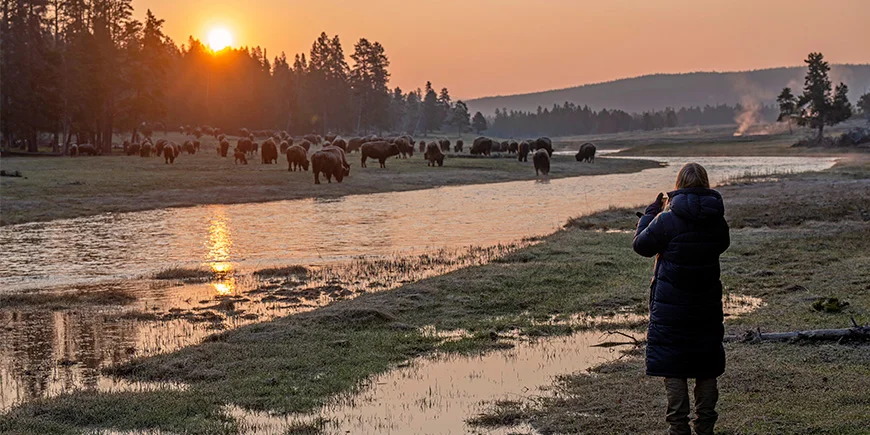 Kvinna som fotograferar bison i Yellowstone National Park