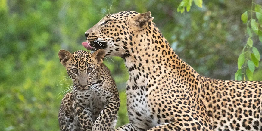 Leopard och ungar i Yala National Park.