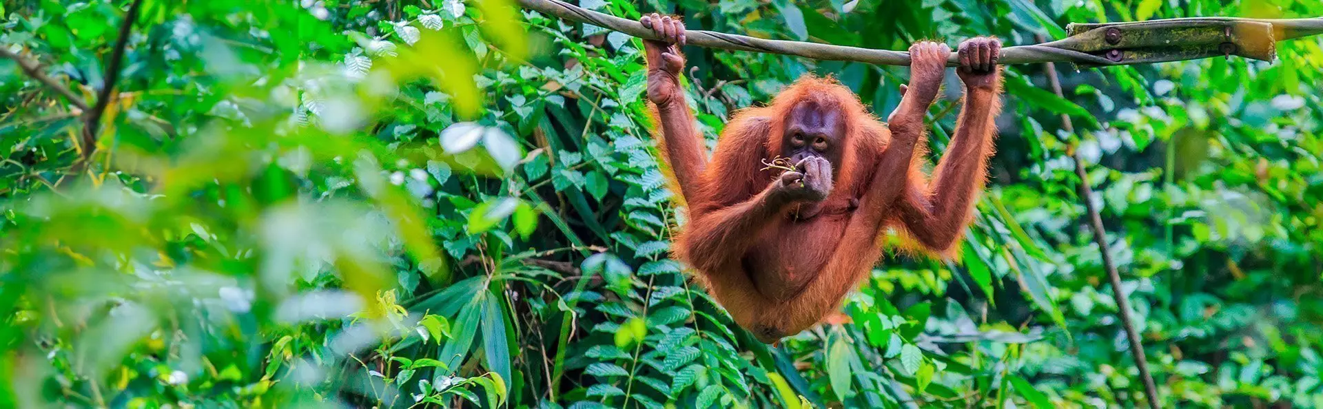 Orangutang i träden på ön Sumatra