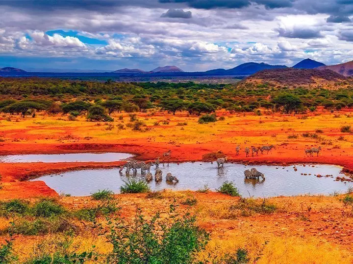 Zebror vid sjö i Tsavo nationalpark i Kenya