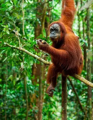 Orangutang i de vilda skogarna på Sumatra