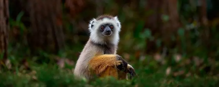 Sifika-lemur i Andisabe-Mantadia nationalpark på Madagaskar