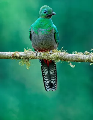 Quetzal i träd i Costa Rica