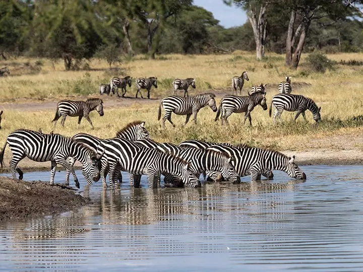 Zebror dricker vid floden i Tarangire nationalpark, Tanzania