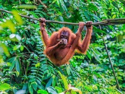 Orangutang i träden på ön Sumatra