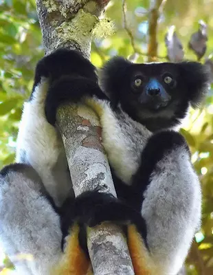 Indri lemur sitter i ett träd i Andasabi-Mantadida nationalpark