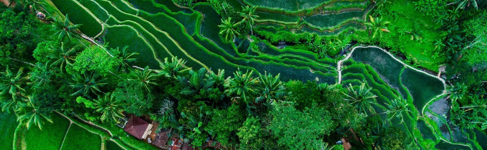 Risterasser i Tegalalang i Bali i Indonesien
