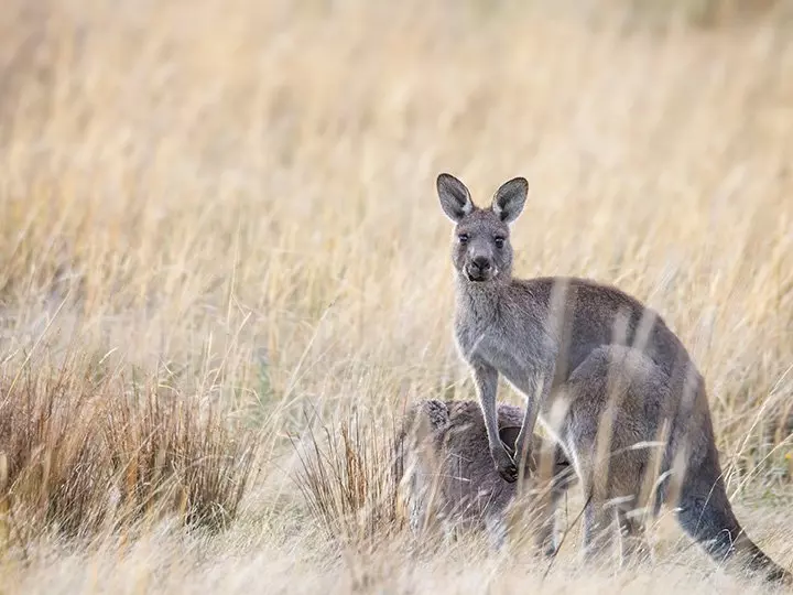 Känguru i gräset i Australien