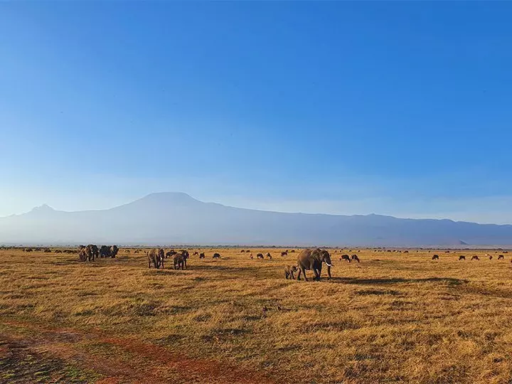 Elefanter går på rad i Amboseli med Kilimanjaro i bakgrunden