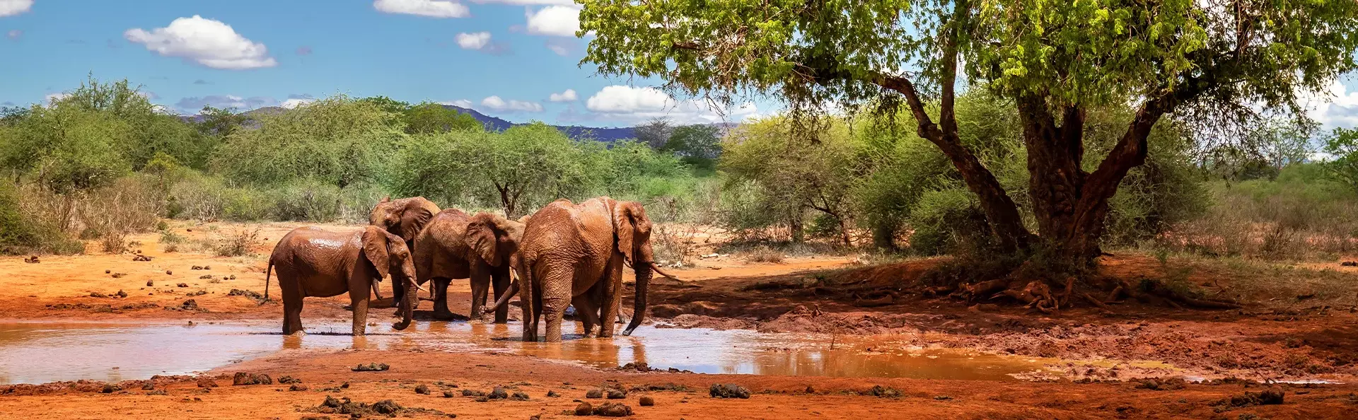 Elefanter vid ett vattenhål i Tsavo nationalpark, Kenya