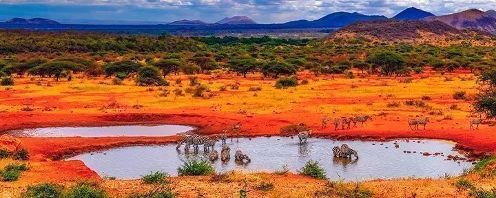Zebror vid sjö i Tsavo nationalpark i Kenya