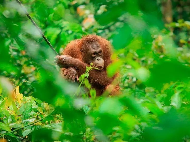 Orangutang synlig genom snåren vid Sepilok Orangutan Rehabilitation Centre på Borneo, Malaysia