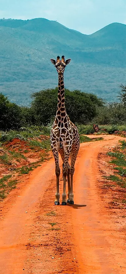 En giraff står på en röd jordväg i Tsavo nationalpark, Kenya