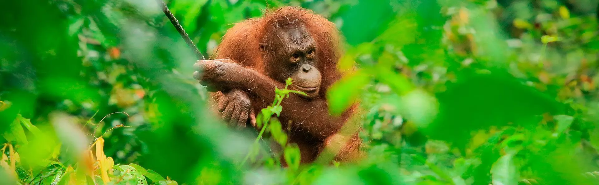 Orangutang synlig genom snåren vid Sepilok Orangutan Rehabilitation Centre på Borneo, Malaysia