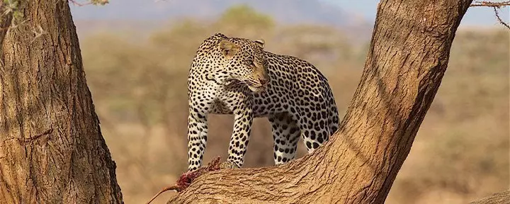 Leopard i ett träd i Samburu i Kenya